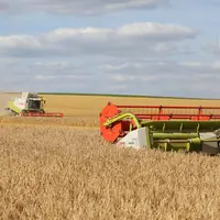 Moisson des céréales. Moissonneuses-batteuses Claas dans une parcelle d'orge dans la plaine céréalière de la Marne. chant