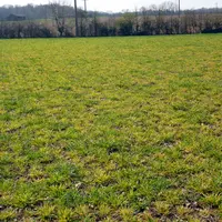 La JNO est transmise sur orge par des pucerons à l'automne. Elle s'exprime par un jaunissement et un nanisme des pla