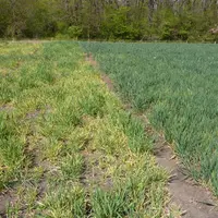 Sur une variété sensible (à gauche ici), la JNO peut faire perdre jusqu’à 30 % du rendement de l’orge d’hiver en cas de forte