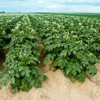 Pomme de terre : l’augmentation rapide des surfaces fait-elle peser un risque sur la filière ?
