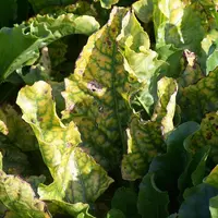 Symptômes de jaunisse virale sur des feuilles de betterave sucrière.