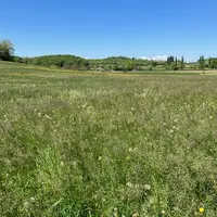 Parcelle en jachère.