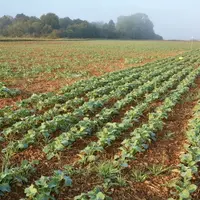 <em class="placeholder">parcelle de colza à l'automne avec présence de graminées adventices</em>