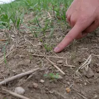 Les nouvelles molécules herbicides seront utilisables plutôt en post-levée contre les graminées adventices.