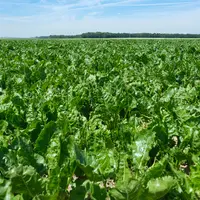Champ de betteraves sucrières.