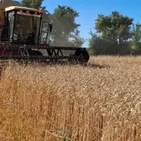 Récolte du blé tendre en juillet 2025 en Charente Maritime