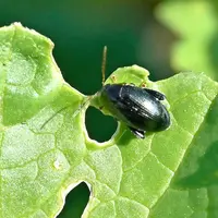 grosse altise sur une feuille de colza