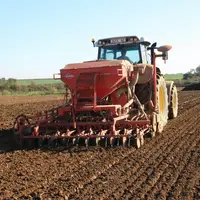 Semis de blé derrière pommes de terre après un travail du sol superficiel.  Tracteur, semoir et outil. Technique simplifiée d&
