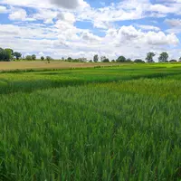 Champ d'essais variétaux 2025 en blé tendre mené dans le cadre d'Expébio