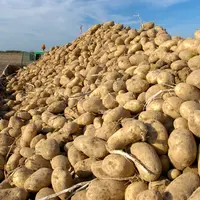 Tas de pommes de terre après arrachage.