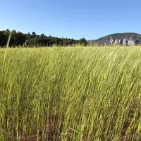 Parcelle de petit épeautre cultivée en bio pour la boulangerie.