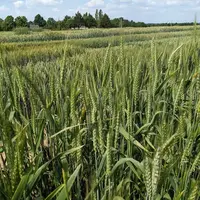 Essais de populations de blé menés en France pour mettre au point des matériaux hétérogènes biologiques