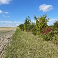 Haie avec diversités d'essences ligneuses et bande enherbée large