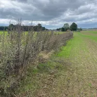 <em class="placeholder">Haies implantées à Beauvois dans le Pas-de-Calais en 2022 envahies par les herbes hautes</em>