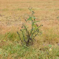 Parcelle traitée au glyphosate fin octobre 2024 dans le nord de l'Eure-et-Loir avec du chardon