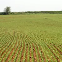 Orge de printemps au stade levée. céréales. culture. parcelle agricole. rang. rangs.