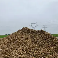 Tas de betteraves sucrières après récolte.