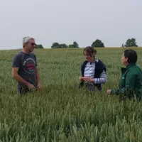 Conseil sur la gestion des graminées adventices sur des parcelles de blé tendre.