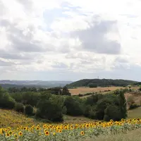 Champ de tournesol vallonné