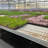 Une série d'herbicides est appliquée en conditions contrôlées sur les graminées échantillonées  avec une mesure d'ef