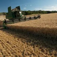 Récolte 2020 de blé tendre dans le nord de l'Eure-et-Loir, parcelle en mélange variétal de blé tendre.