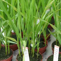 plants de blé en pots infectés par la rouille brune dans des essais de fongicides sous serre.