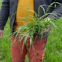 L’utilisation du nouveau herbicide de Bayer (Mateno Duo) visera en particulier les graminées adventices, en l’associant de pré