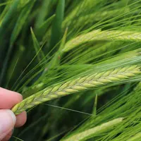 La variété d'orge de printemps RGT Planet voit arriver la concurrence avec les orges Sting et LG Allegro.