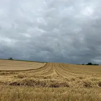 Parcelle de blé à moitié récoltée avec un orage menaçant.