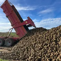 Vidage d'une remorque sur le silo de betteraves sucrières lors de la récolte en octobre 2025 en Seine-et-Marne