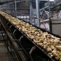 Traitement de betteraves bio dans l'usine Cristal Union de Corbeilles en 2020. Le traitement des betteraves biologiques,