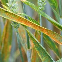 Rouille brune sur blé. Maladie des céréales due à un champignon pathogène. pustules sur feuilles. épis. épiaison. symptômes.</