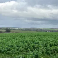 Parcelle de fèverole en Charente.
