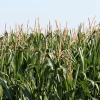 Floraison du maïs, stade sensible dans le développement de la plante,  avec une forte sensibilité au stress hydrique.   Besoin