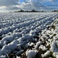 Episode neigeux en janvier, parcelle de céréales recouverte de neige.