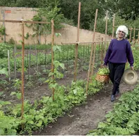 jardin potager / cueillette, récolte des légumes / haricots, salades / jardinage