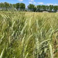 Parcelle de blé dur dans le Sud-Est.