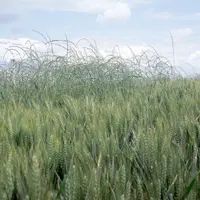 Cultures / céréales / adventices / graminées / ray-grass