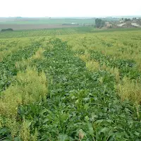 Mauvaises herbes des cultures. Présence de mercuriale dans une parcelle de betterave. Adventices.
