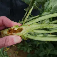 L'utilisation de l'insecticide Minecto Gold en dérogation est devenu nécessaire pour réduire les dégâts de larves d&