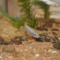 I M G _ 9 1 2 9 / Poisson pour test éco-toxicologique des produits phytosanitaires, effet des pesticides sur les organismes vi
