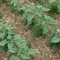 tournesol en feuilles au stade début initiation florale avec binage sur l'inter-rang en Charente-Maritime. Infestation de