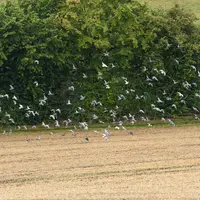 septembre 2021, plaine de Versailles. Pigeons dans une parcelle en zone périurbaine