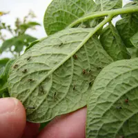 Le puceron « Myzus persicae » est le plus préjudiciable aux pommes de terre, avec la transmission de virus et la ponction de s