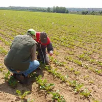 L'insecticide Verseon sera utilisable à partir du stade première paire de feuille visible de la betterave et dans des sit