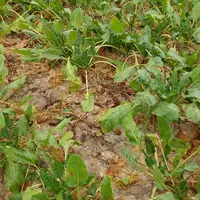 Au niveau du feuillage, les attaques de rhizoctone brun se traduisent par des symptômes en foyers d'infestations, avec fl