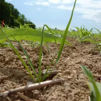 Dans le mais, le ray-grass est  rencontré dans des infestations de plus en plus importante, avec des plantes résistantes à des