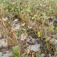 Le soja a produit un peu moins de graines sur terre de craie comparées à des terres colorées dans les essais de Terres Inovia