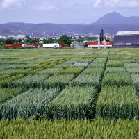 Cultures / céréales / variétés de semences / essais variétaux de blé