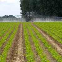 Cultures / traitement dÃ©herbant sur champ de betteraves / pulvÃ©risateur et rampe / application d'un produit phytosanita